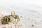Green horn-eyed ghost crab is on white coastal sand of La Digue