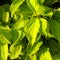 green hornbeam hedgehog in the spring on the sun