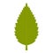 Green hornbeam leaf icon isolated