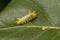 Green horned caterpillar on a leaf