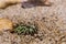 Green horned frog camouflage by digging into sand