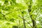 Green horned maple leaves