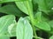 A green hornet sitting and resting on top of a green healthy leaf