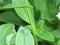 A green hornet sitting and resting on top of a green healthy leaf