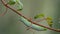 Green Hornworm Caterpillar Hanging from Vine Blowing in the Breeze, 4K