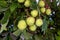 Green Horse Chestnut (Aesculus Hippocastanum) conkers with leaves on a tree in summer.