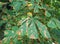 Green Horse Chestnut leaves with brown spots