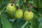 Green horse chestnuts on the tree