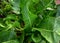 Green Horseradish Armoracia rusticana plant with big leaves in summer kitchen garden