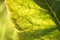 Green horseradish leaf in the sunny garden. Macro view of an green leaf vith veins