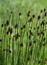 Green Horsetail, Snake or Puzzletail Grass