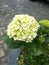 Green hortensia or hydrangea flower closeups