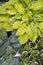 Green hosta in garden.