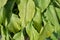 Green hosta Hosta plantaginea leaves