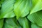 Green hosta leaves background