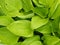 Green Hosta Leaves Foliage Background.