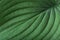 Green hosta plantain lily leaf. Detailed macro photo. Beautiful foliage texture. Can be used as a background.