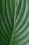 Green hosta plantain lily leaf. Detailed macro photo. Beautiful foliage texture. Can be used as a background.