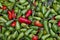 Green hot jalapeno chili peppers close up