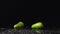 Green hot jalapeno peppers hitting a wet surface bounce upward and form a spray against a black studio background