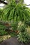 Green House With Ferns Bromeliads, Corn Plant, Palms, and Ivy