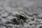 Green House Fly on Gray Carpet