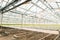 Green House and green vegetable. Young plants growing in a very large nursery.