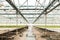 Green House and green vegetable. Young plants growing in a very large nursery.