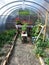 Green house interior with flowers, pumpkins, tomatoes and strawberries