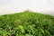 Green house with pepper plantation