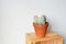 Green house plant cactus espostoa lanata in terracotta pot on wooden box