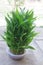 Green house plant called lucky bamboo