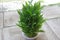 Green house plant called lucky bamboo