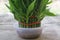 Green house plant called lucky bamboo