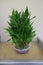 Green house plant called lucky bamboo