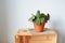 Green house plant ctenanthe burle-marxii in terracotta pot, kraft paper, soil and wooden box