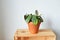 Green house plant ctenanthe burle-marxii in terracotta pot, soil and wooden box