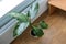 Green house plant growing in pot inside a room near the heating radiator under the window