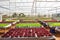 Green house plant of Organic hydroponic vegetable cultivation fa