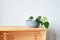 Green house plant philodendron in grey ceramic pot and wooden box