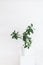 Green house plant in a white vase on the white background. Styled photo. Clean home decoration