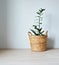 Green house plant zamioculcas in wicker basket on wooden desk over white
