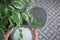 Green house plants on foreground of patterned floor and opened round mirror in female hand