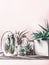 Green house plants in pots and glass terrarium on table at light pink background. various succulent and cactus plants in glass