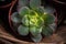 Green house plants potted, succulents in a basket