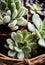 Green house plants potted, succulents in a basket