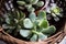 Green house plants potted, succulents in a basket