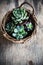 Green house plants potted, succulents in a basket