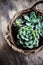 Green house plants potted, succulents in a basket