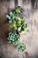 Green house plants potted, succulents in a basket